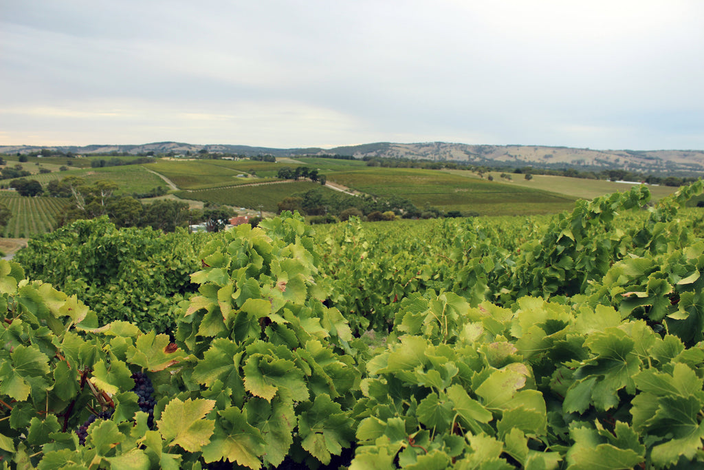 The Insiders Guide to McLaren Vale