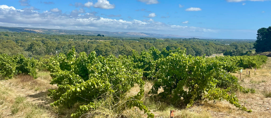 Blind Spot Vineyard Development and Transformation