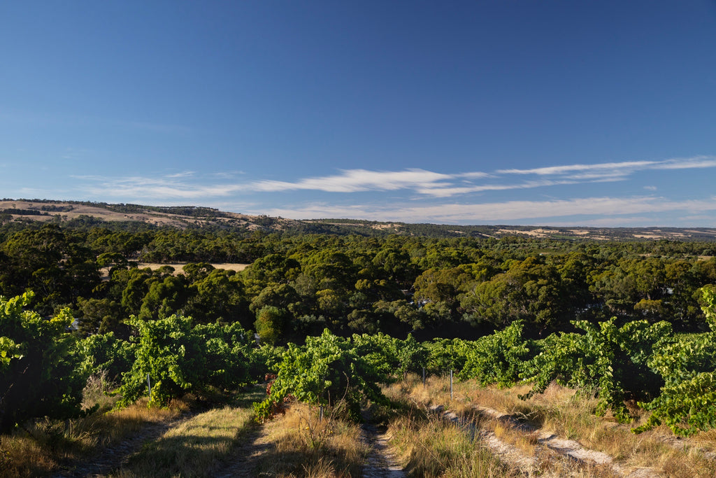 Willunga Willunga 100 Vineyards