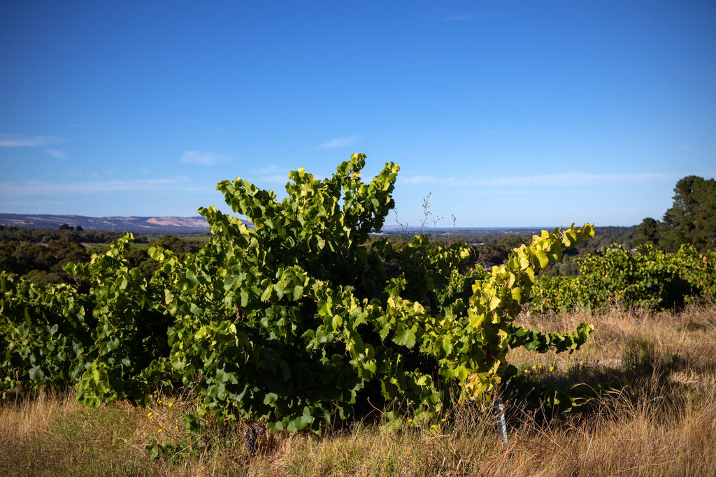 Willunga Willunga 100 Vineyards